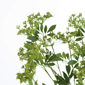 Cow Parsley | Green