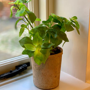 Potted Herb | Basil