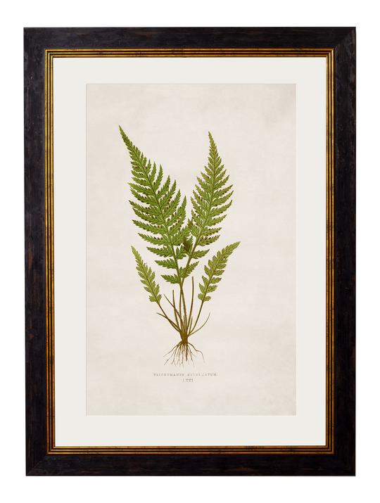 Collection of British Fern Pictures | 4 Designs
