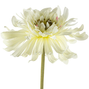 Chrysanthemum | White