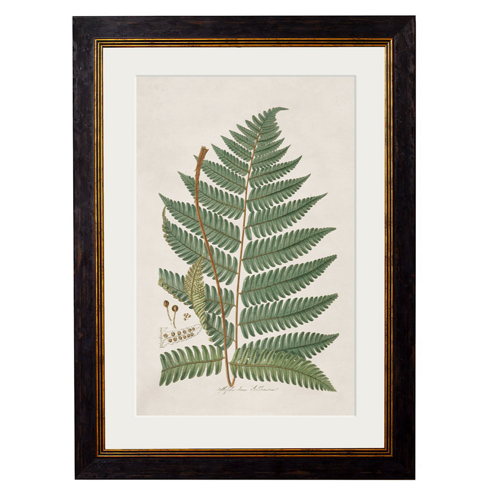 Collection of Botanical Ferns | Set of 3 Framed Prints