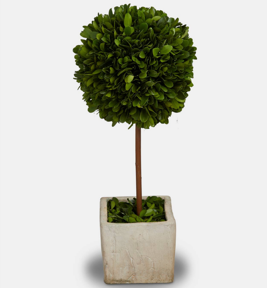 Preserved Topiary Tree | 2 Sizes