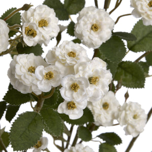 Wild Meadow Rose | White