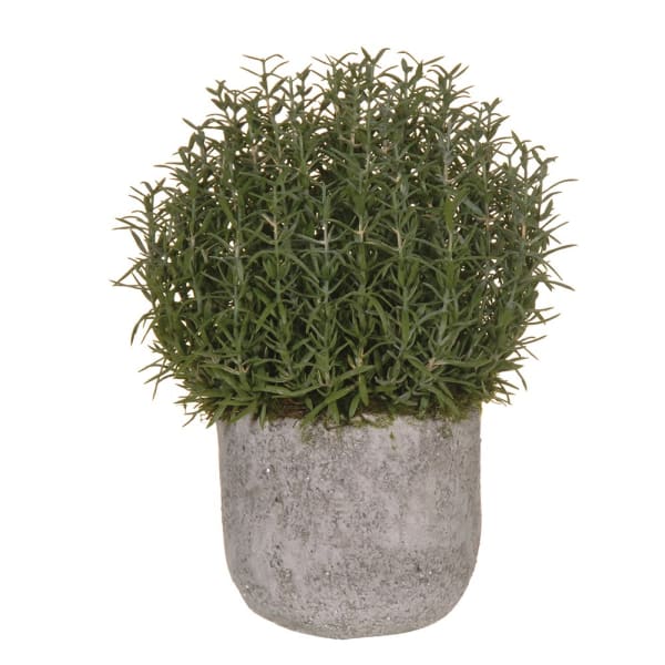 Rosemary Bush