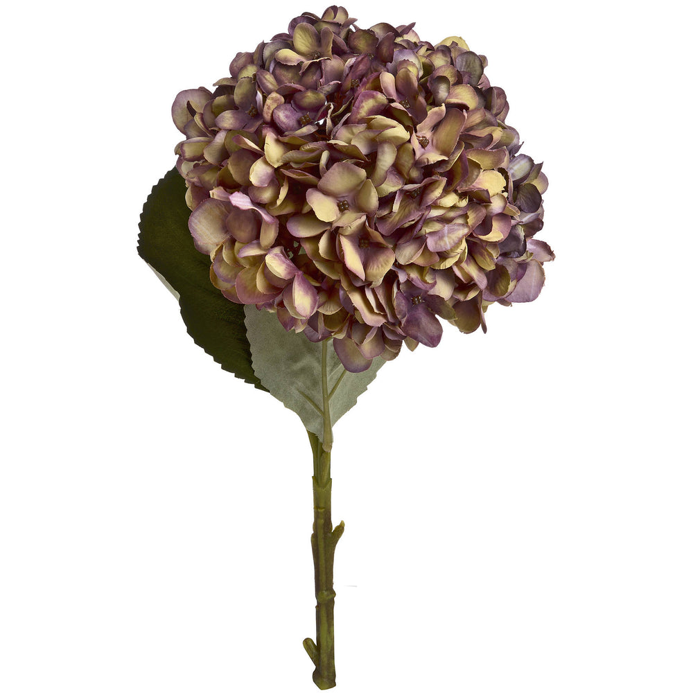 Giant Hydrangea | Mulberry | Short Stem