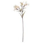 Alstroemeria Lily Spray | Cream