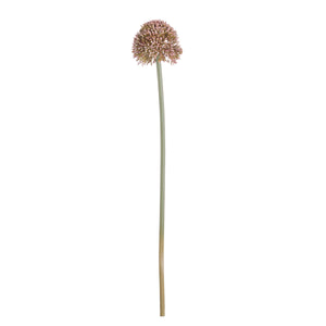 Allium | Pink