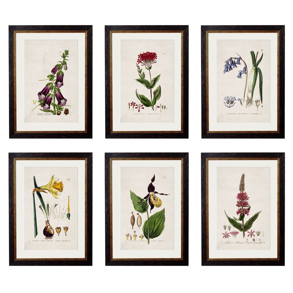 British Flowering Plant Pictures | 6 Designs
