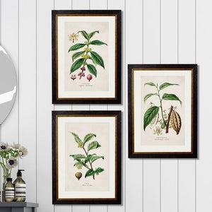 Tea, Coffee & Chocolate Plant Pictures | 3 Designs