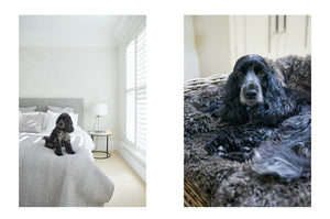 
            
                Load image into Gallery viewer, Book | Cool Dogs Cool Homes
            
        