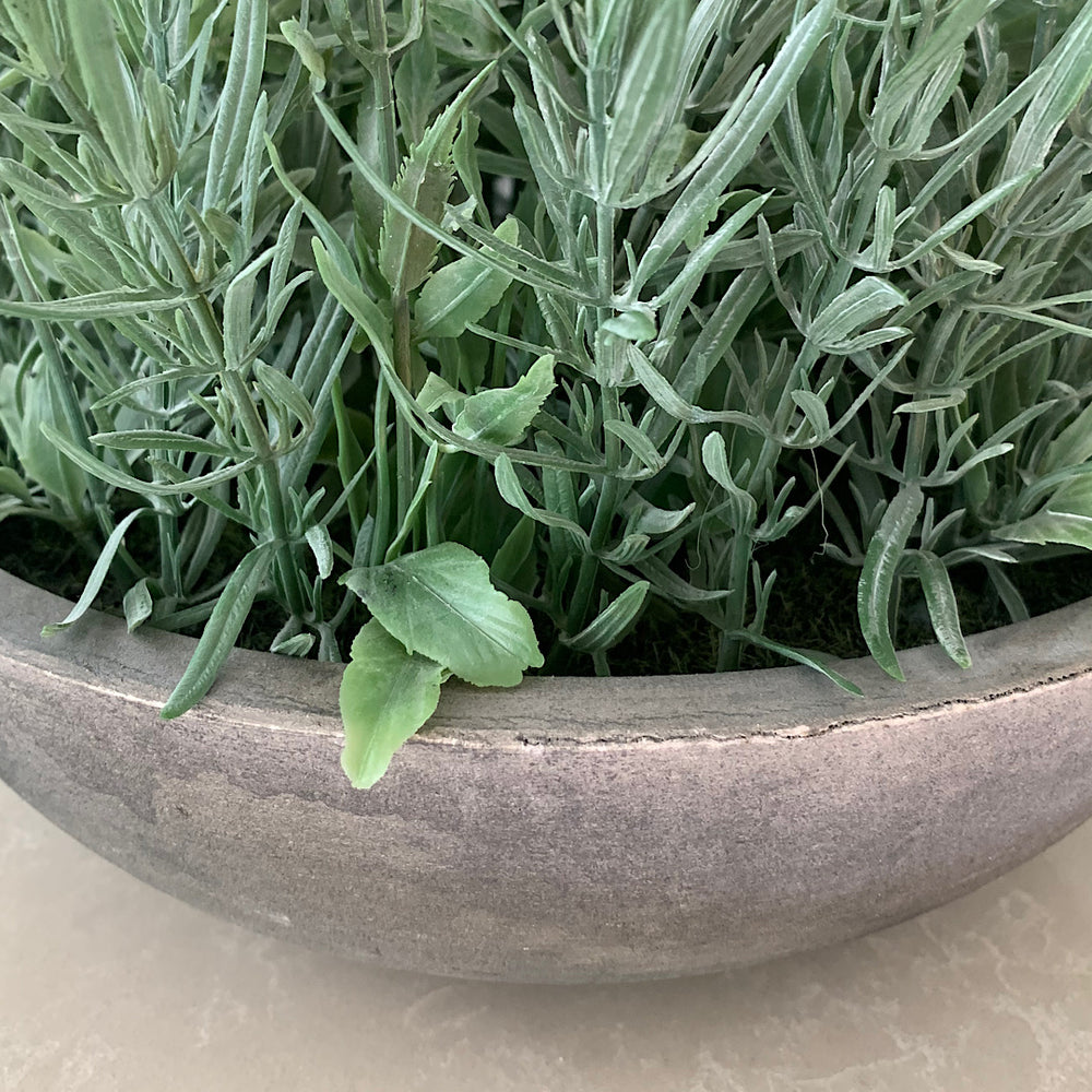
            
                Load image into Gallery viewer, Potted Lavender Bowl
            
        