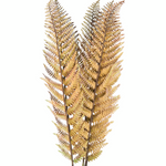 Autumn Fern | 2 Colours