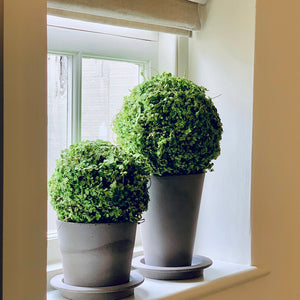 
            
                Load image into Gallery viewer, Topiary Moss Ball | 3 Sizes
            
        