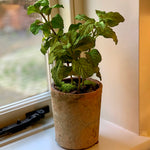 Potted Herb | Mint