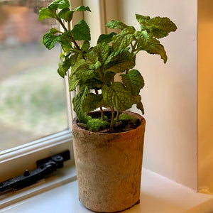 
            
                Load image into Gallery viewer, Potted Herb | Mint
            
        