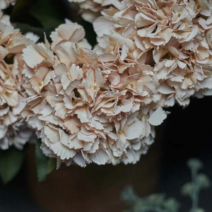 
            
                Load image into Gallery viewer, Hydrangea Stem | Vanilla Peach
            
        