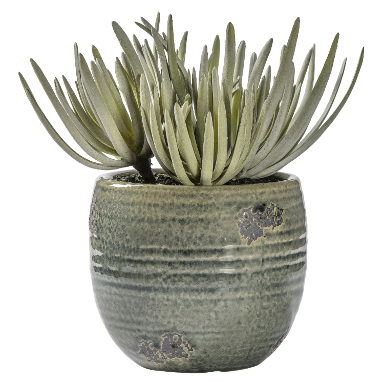 
            
                Load image into Gallery viewer, Potted Crassula
            
        