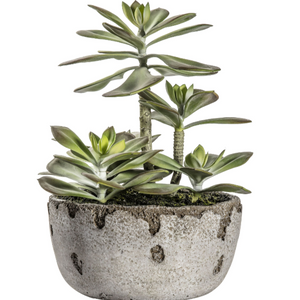 
            
                Load image into Gallery viewer, Potted Kalanchoe
            
        
