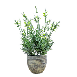 
            
                Load image into Gallery viewer, Potted Lavender | Cream
            
        