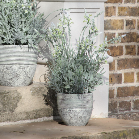 
            
                Load image into Gallery viewer, Potted Lavender | Cream
            
        