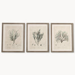 Botanical Wall Art | Set of 3 Framed Prints