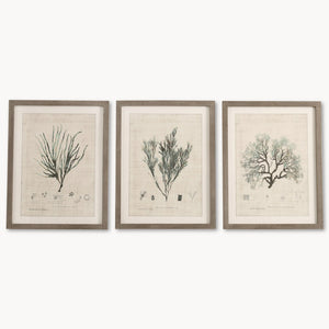 Botanical Wall Art | Set of 3 Framed Prints