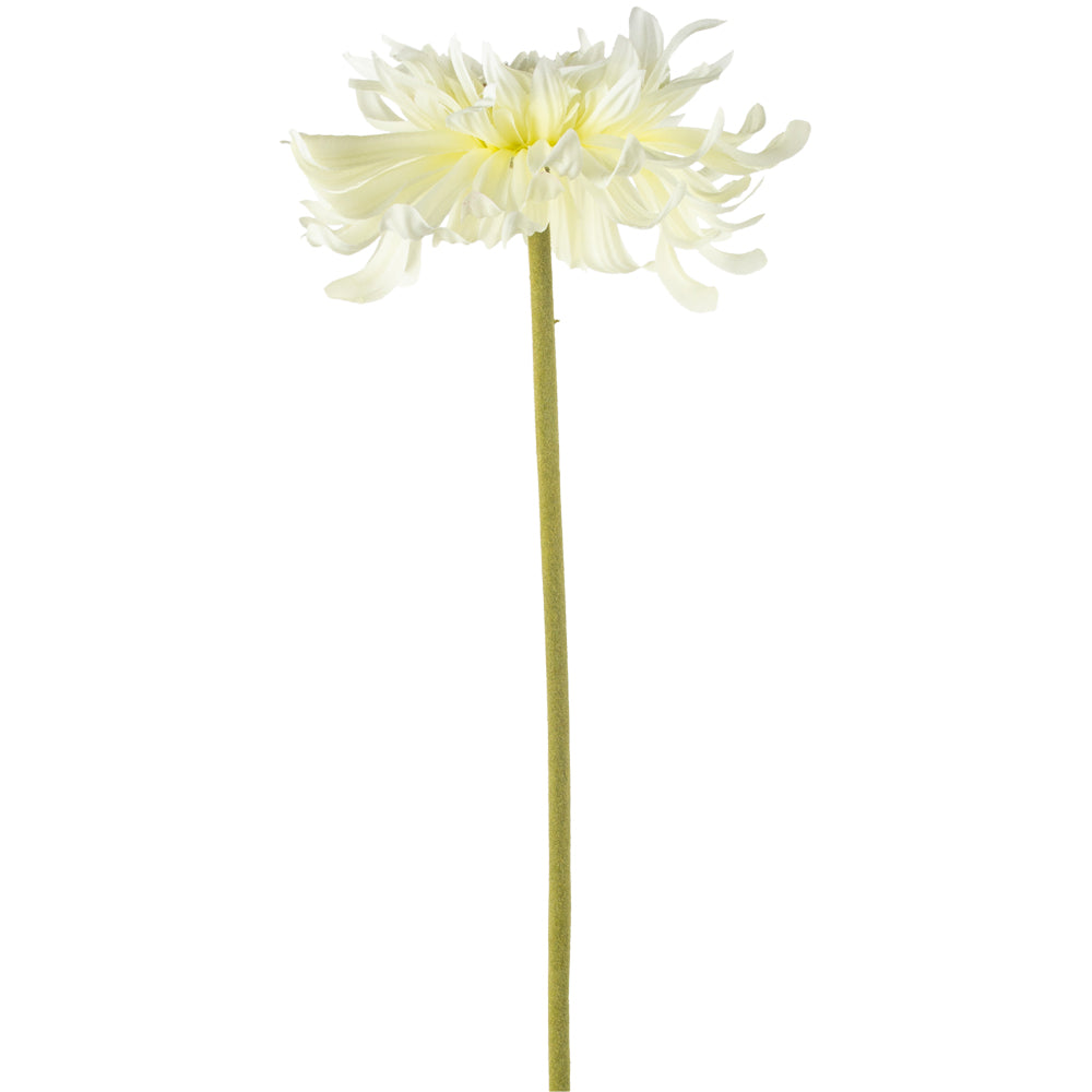 Chrysanthemum | White