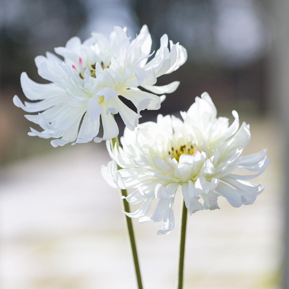 
            
                Load image into Gallery viewer, Chrysanthemum | White
            
        