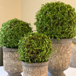 Topiary Moss Ball | 3 Sizes
