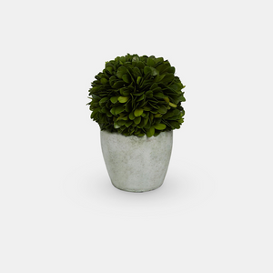 Potted Preserved Topiary | 3 Sizes