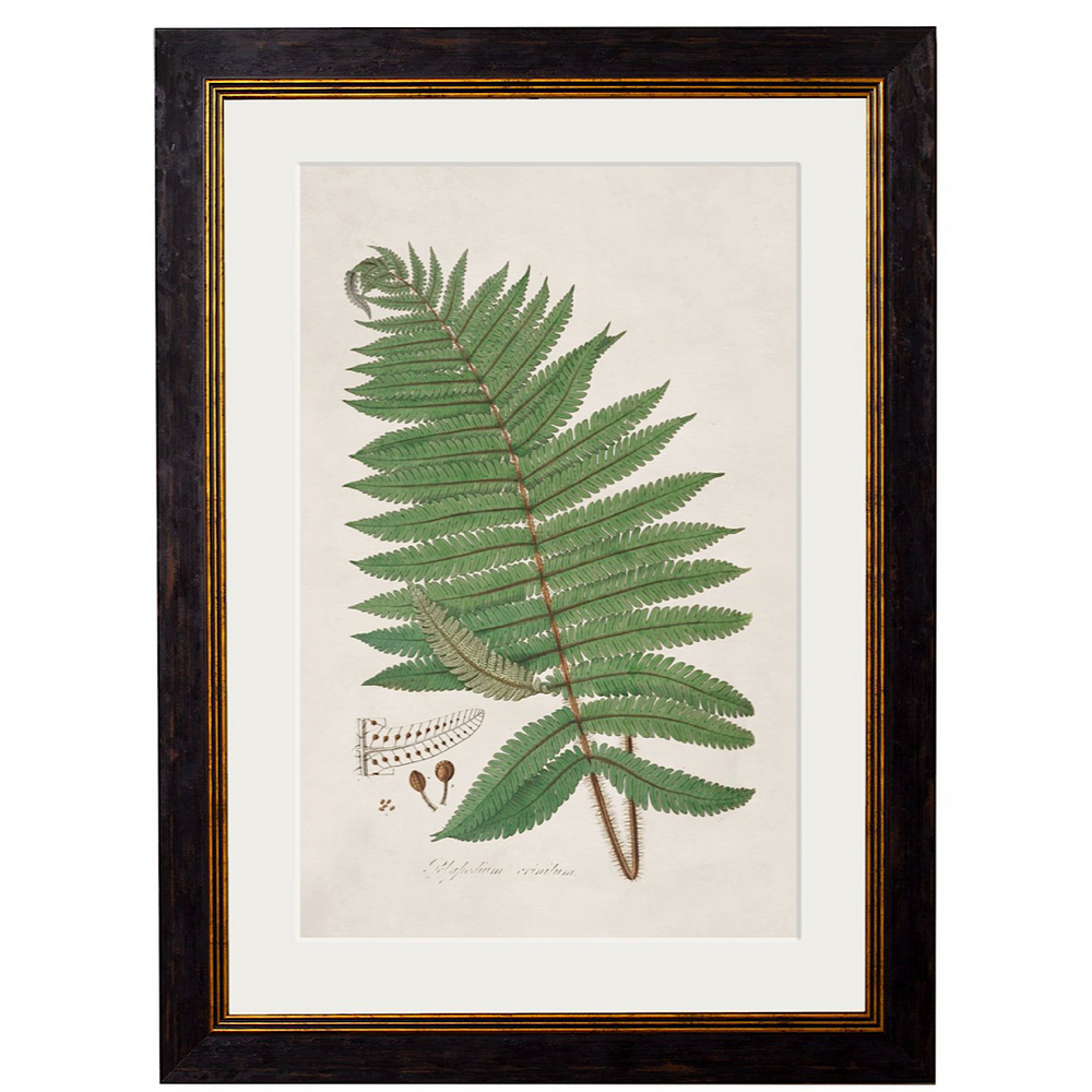 
            
                Load image into Gallery viewer, Collection of Botanical Ferns | Set of 3 Framed Prints
            
        