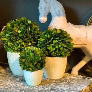 Potted Preserved Topiary | 3 Sizes