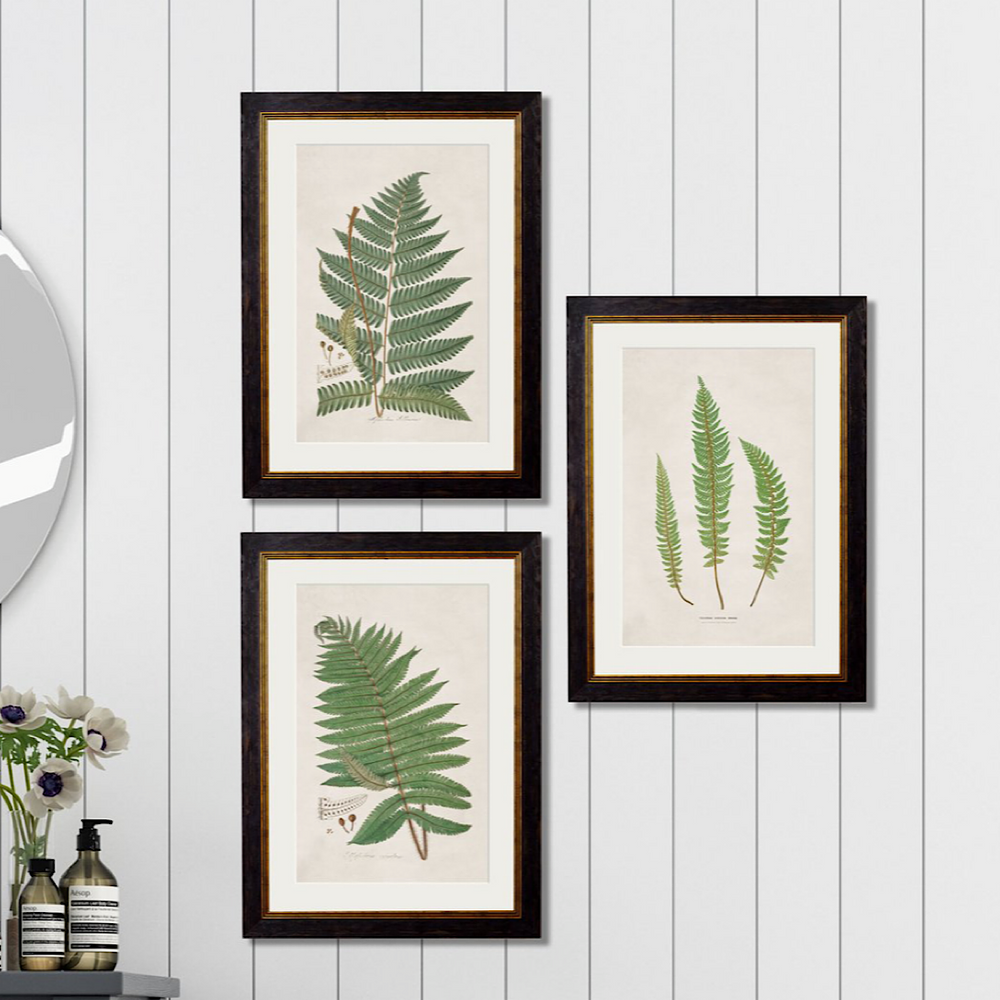 Collection of Botanical Ferns | Set of 3 Framed Prints