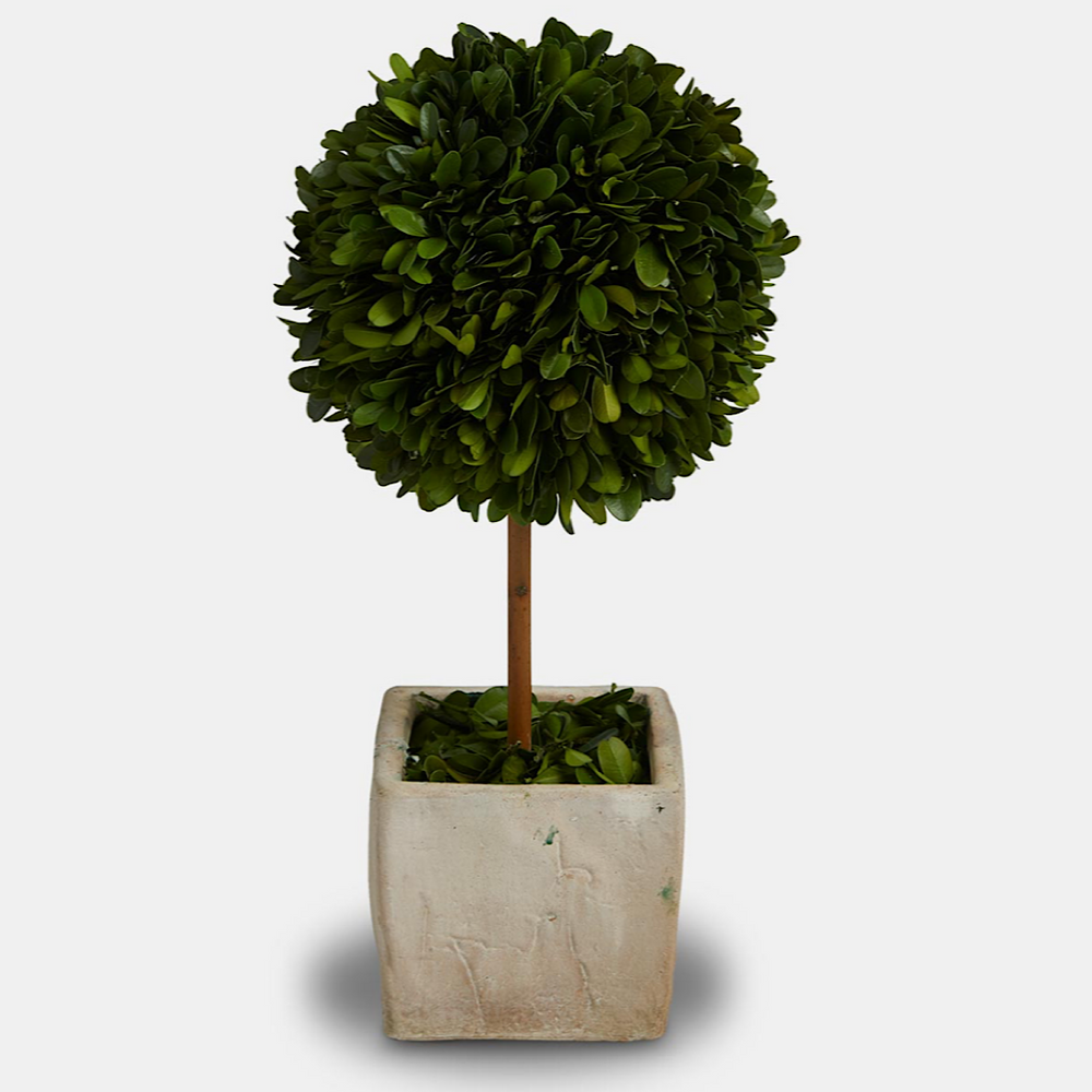 
            
                Load image into Gallery viewer, Preserved Topiary Tree | 2 Sizes
            
        