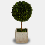 Preserved Topiary Tree | 2 Sizes