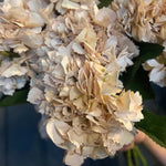 Hydrangea Stem | Vanilla Peach
