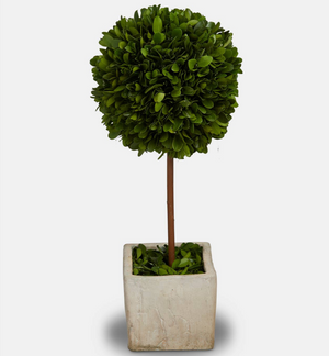 
            
                Load image into Gallery viewer, Preserved Topiary Tree | 2 Sizes
            
        