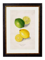 Lemon & Lime Print