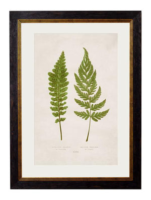 Collection of British Fern Pictures | 4 Designs