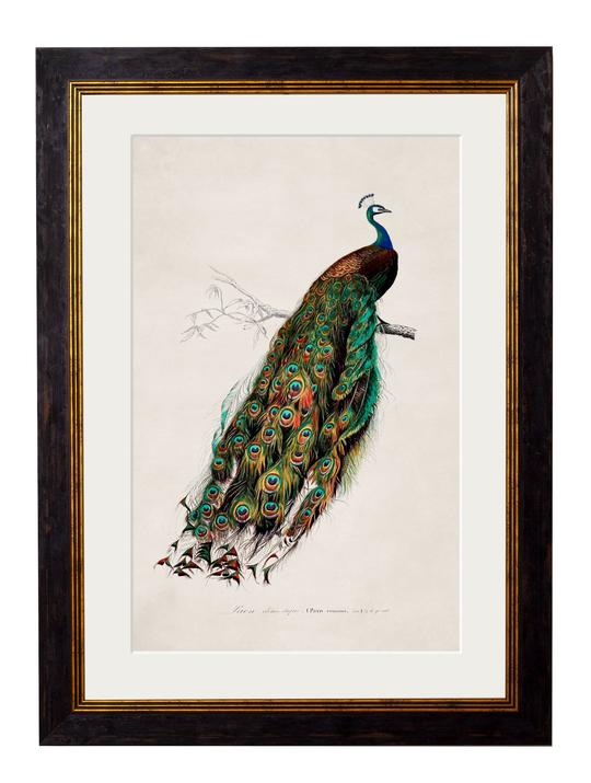 
            
                Load image into Gallery viewer, Peacock Print
            
        