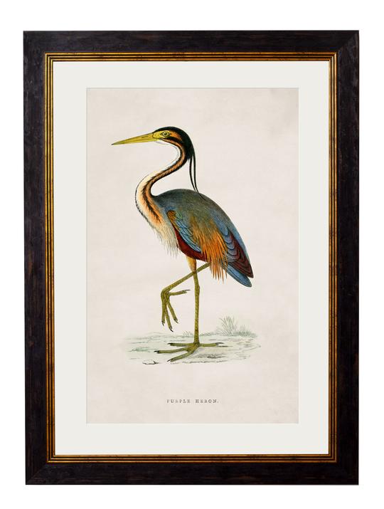 British Wading Bird Pictures | 4 Designs
