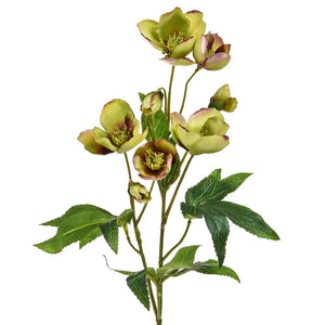 
            
                Load image into Gallery viewer, Hellebore | Green
            
        