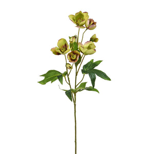 Hellebore | Green