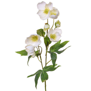 
            
                Load image into Gallery viewer, Hellebore | White
            
        