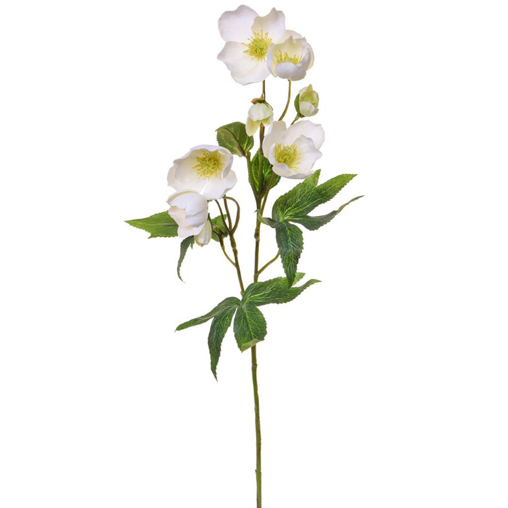 
            
                Load image into Gallery viewer, Hellebore | White
            
        