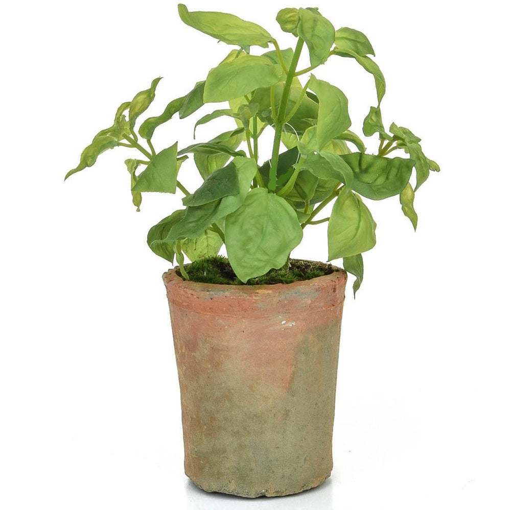 
            
                Load image into Gallery viewer, Potted Herb | Basil
            
        