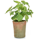 Potted Herb | Basil