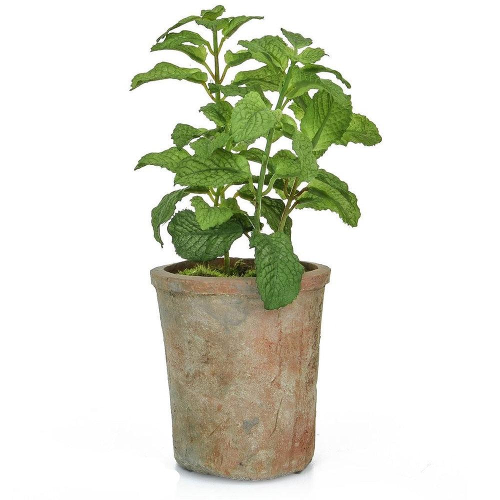 
            
                Load image into Gallery viewer, Potted Herb | Mint
            
        