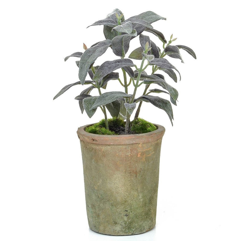 
            
                Load image into Gallery viewer, Potted Herb | Sage
            
        