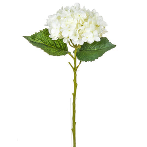 Small Hydrangea | White